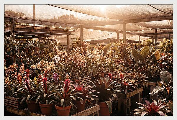 Exotic Plant Paradise