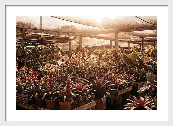Exotic Plant Paradise