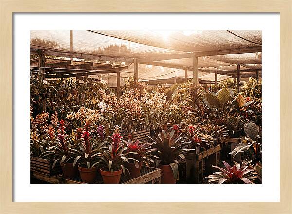 Exotic Plant Paradise