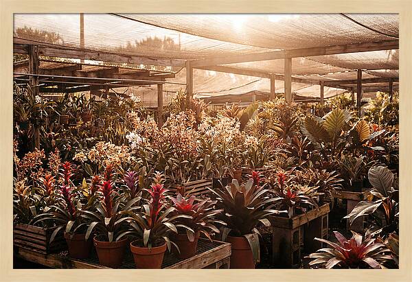Exotic Plant Paradise