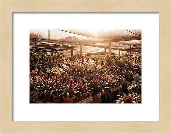 Exotic Plant Paradise