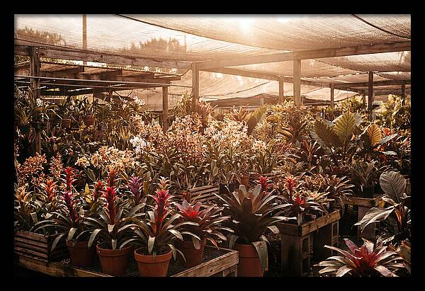 Exotic Plant Paradise