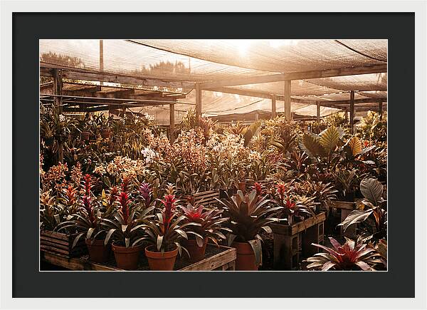 Exotic Plant Paradise