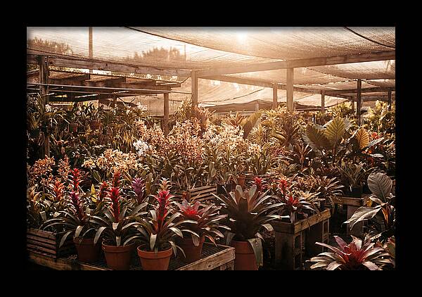 Exotic Plant Paradise
