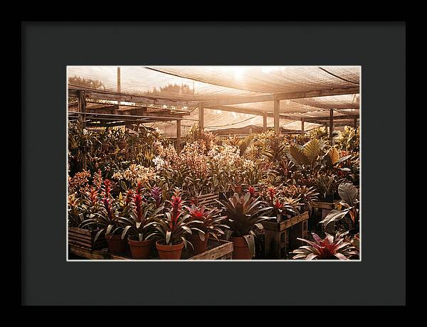 Exotic Plant Paradise