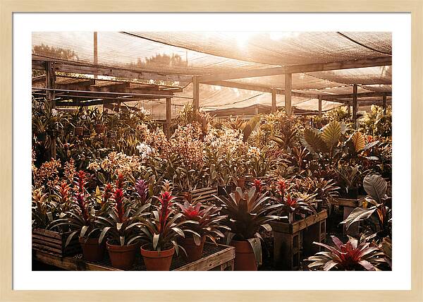 Exotic Plant Paradise