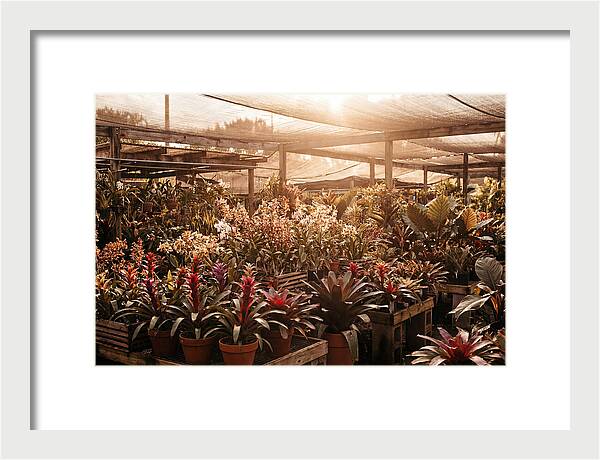 Exotic Plant Paradise