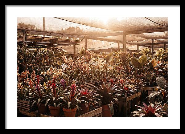 Exotic Plant Paradise