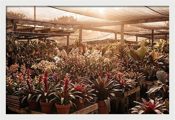 Exotic Plant Paradise