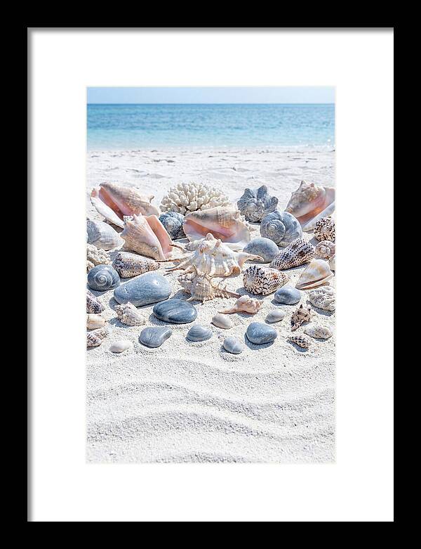Exotic Tropical Seashells Collection