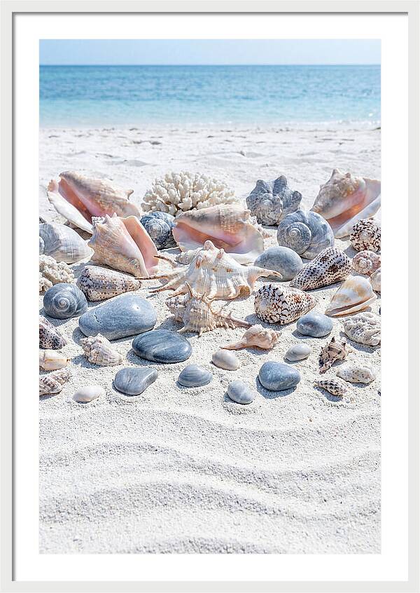 Exotic Tropical Seashells Collection