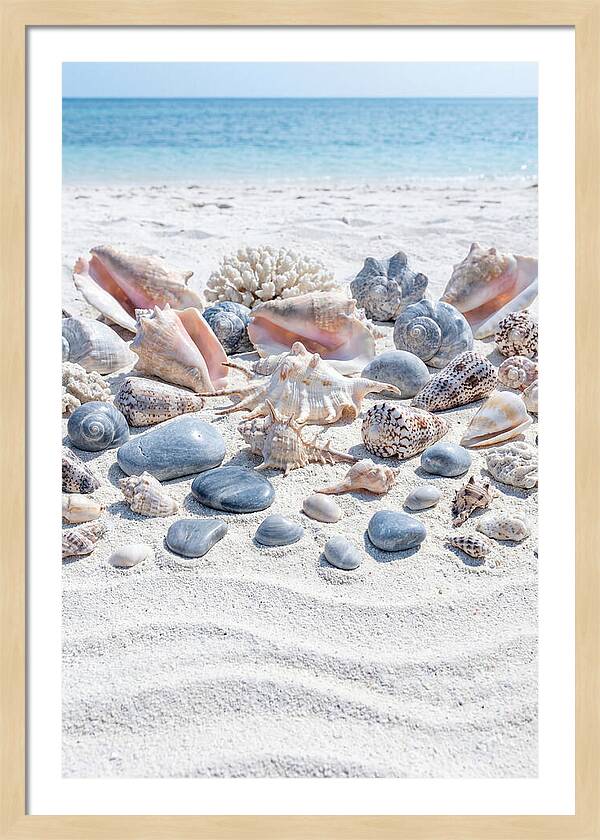 Exotic Tropical Seashells Collection