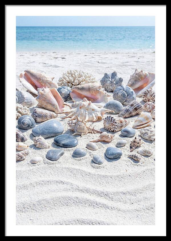 Exotic Tropical Seashells Collection