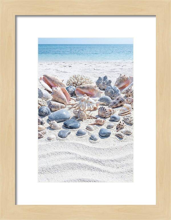 Exotic Tropical Seashells Collection
