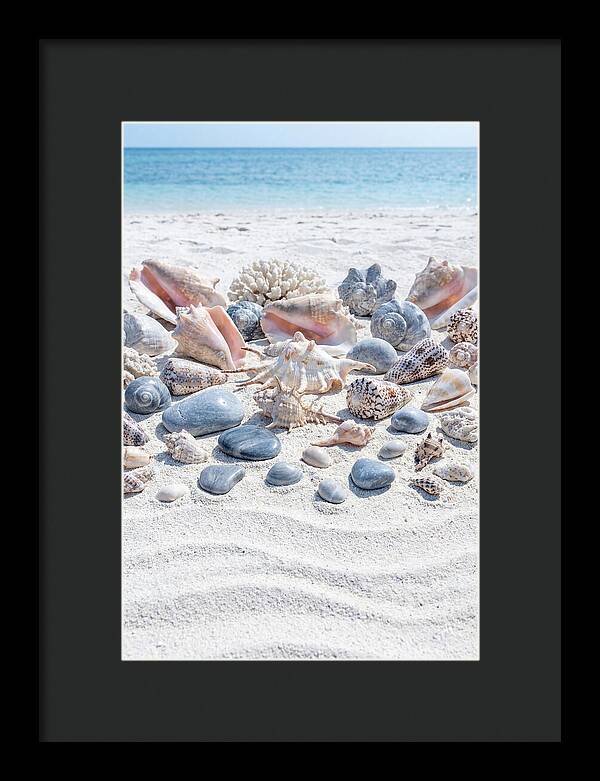 Exotic Tropical Seashells Collection