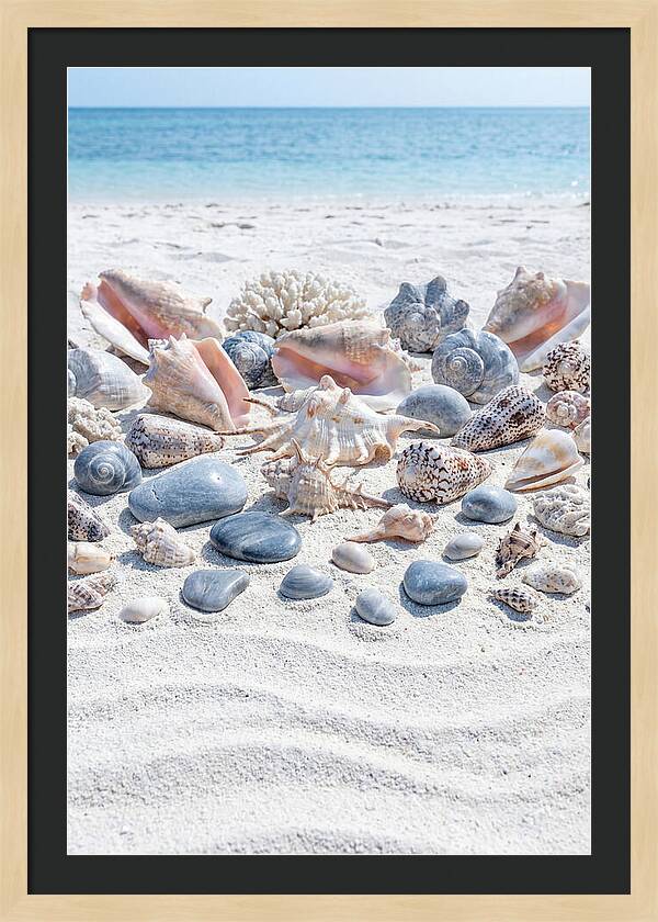 Exotic Tropical Seashells Collection