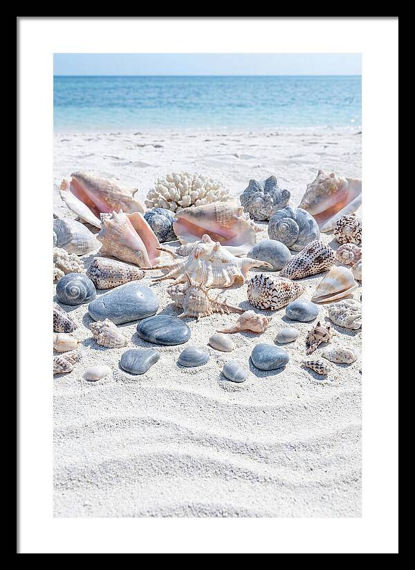 Exotic Tropical Seashells Collection