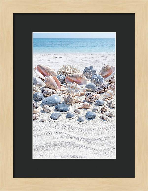 Exotic Tropical Seashells Collection