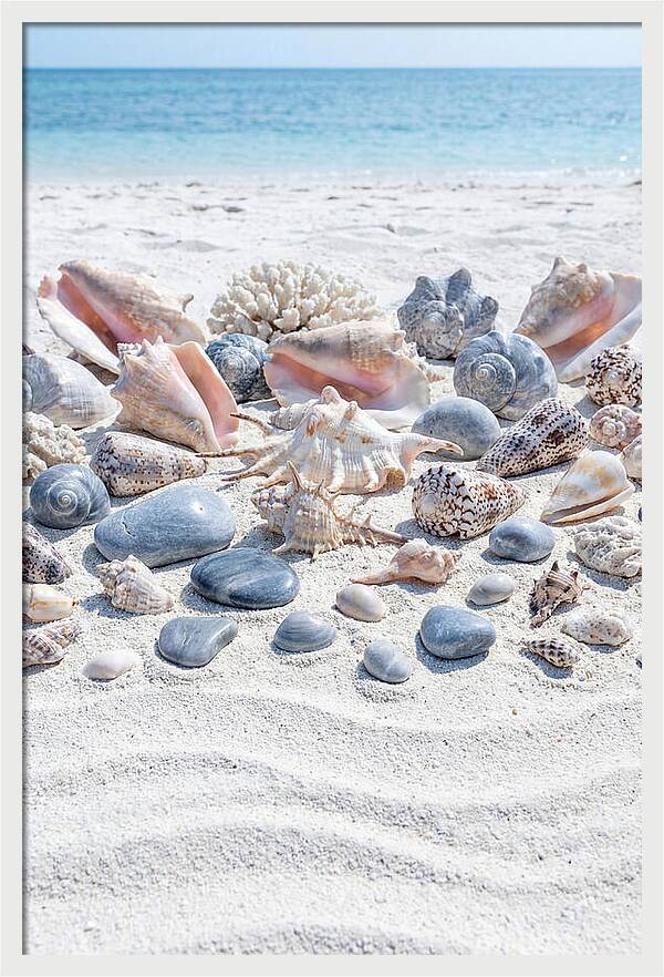 Exotic Tropical Seashells Collection