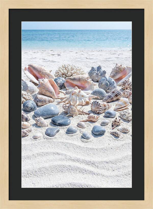 Exotic Tropical Seashells Collection