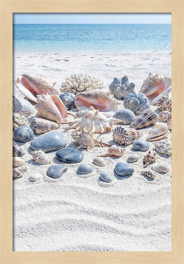 Exotic Tropical Seashells Collection