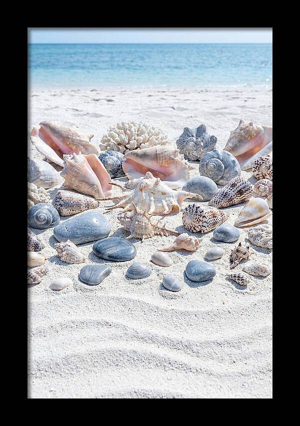 Exotic Tropical Seashells Collection