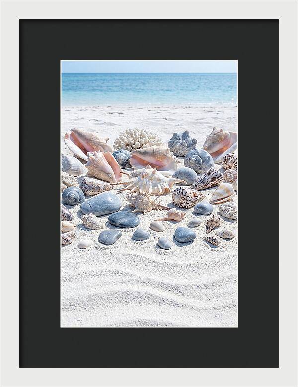 Exotic Tropical Seashells Collection