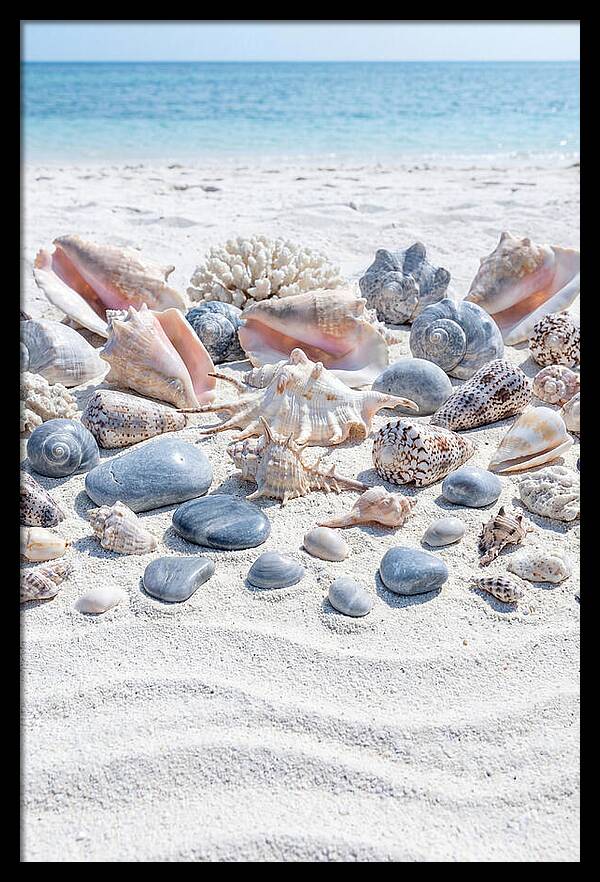 Exotic Tropical Seashells Collection