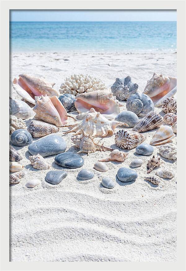 Exotic Tropical Seashells Collection