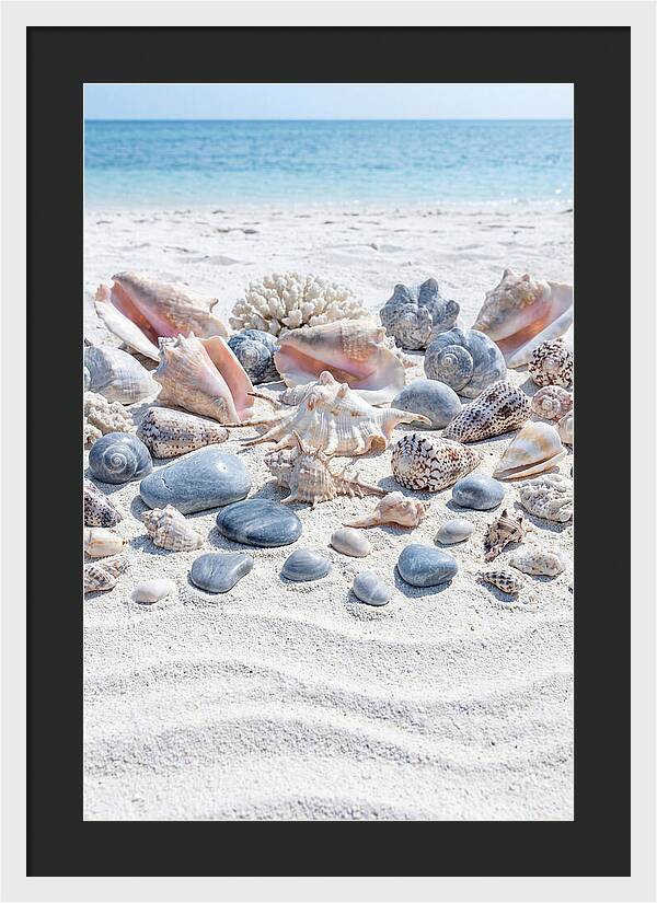 Exotic Tropical Seashells Collection