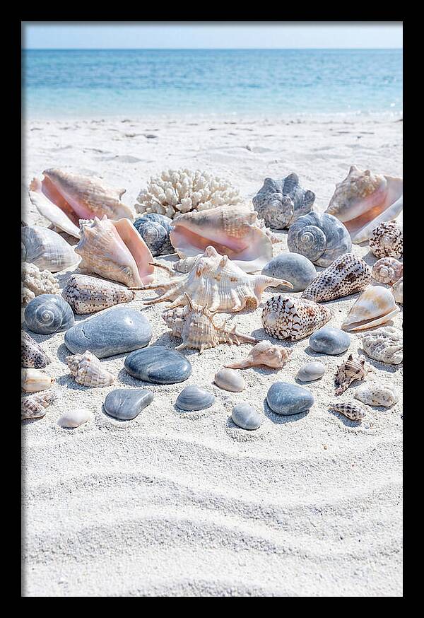 Exotic Tropical Seashells Collection