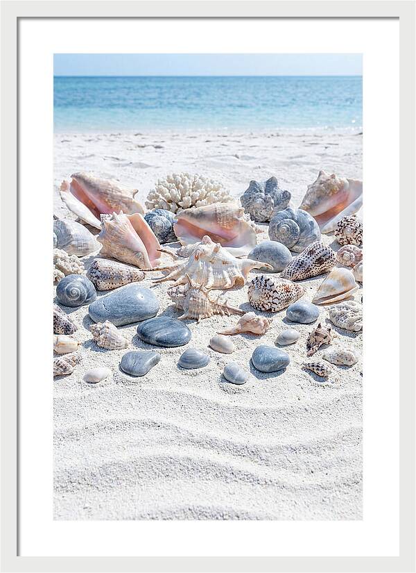 Exotic Tropical Seashells Collection