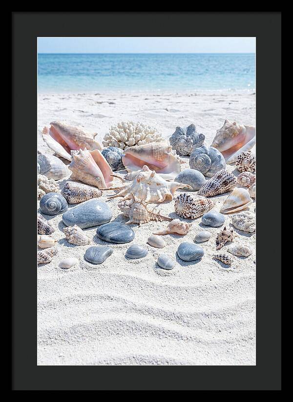 Exotic Tropical Seashells Collection
