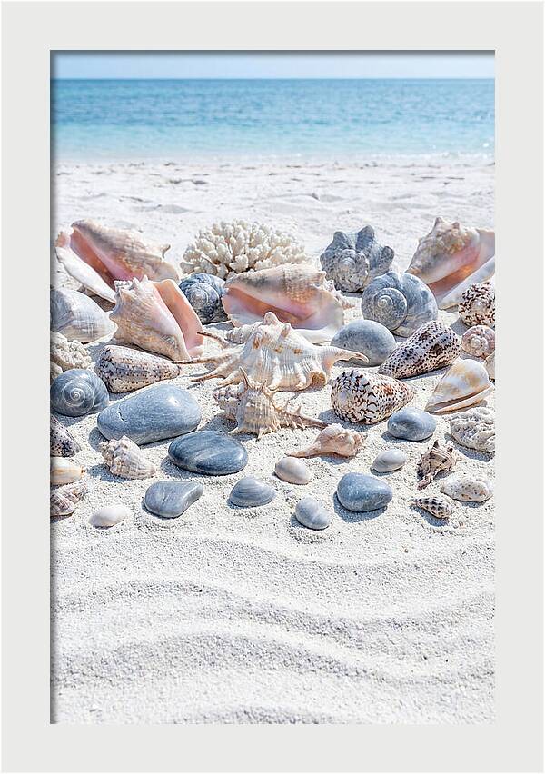 Exotic Tropical Seashells Collection