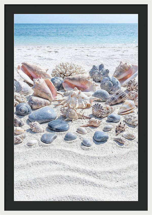 Exotic Tropical Seashells Collection