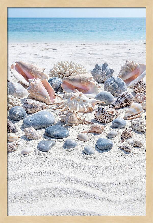 Exotic Tropical Seashells Collection