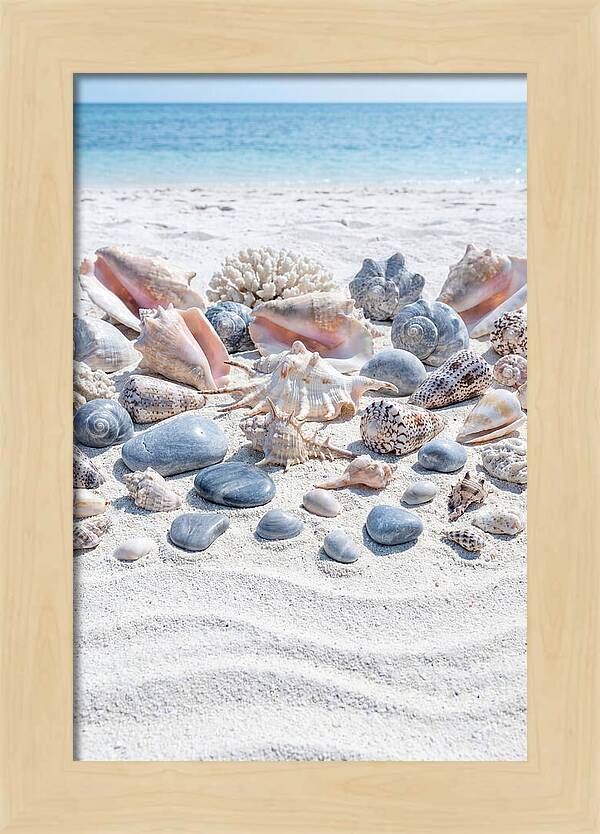 Exotic Tropical Seashells Collection