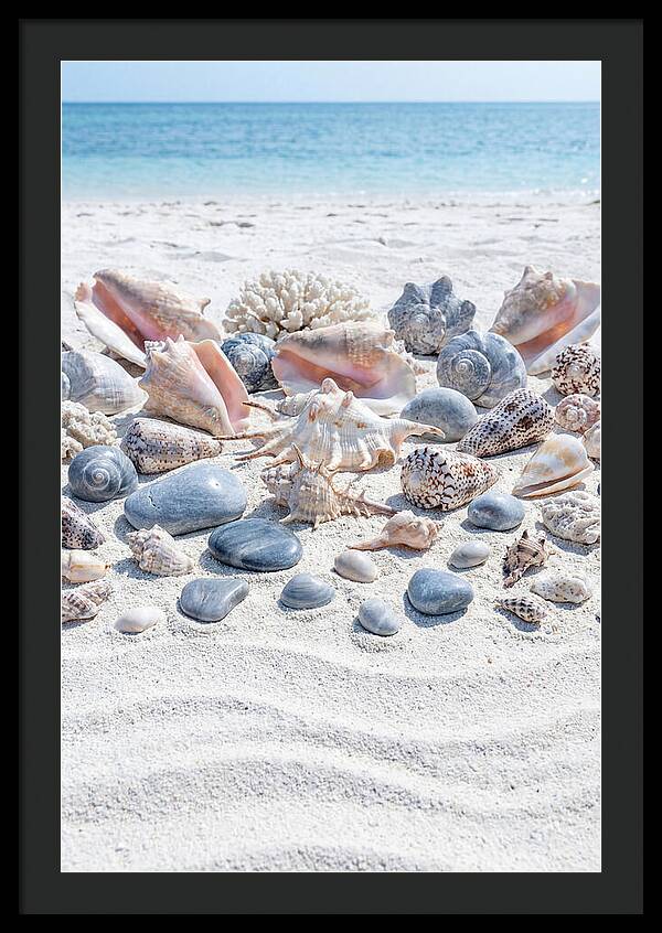 Exotic Tropical Seashells Collection