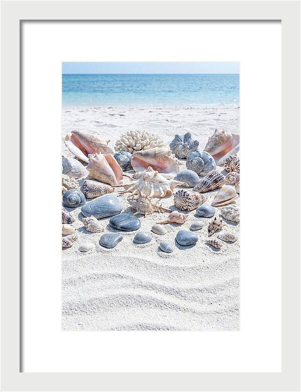 Exotic Tropical Seashells Collection