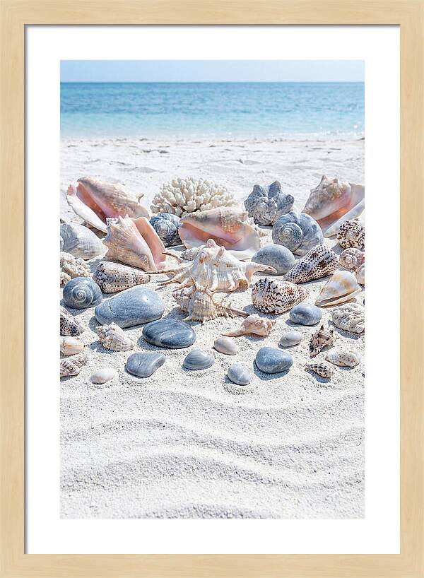 Exotic Tropical Seashells Collection