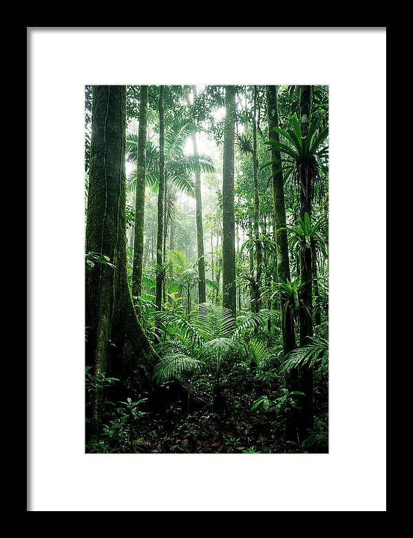 Exploring The Depths Of The Amazon Canopy