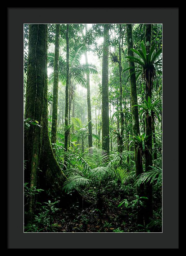 Exploring The Depths Of The Amazon Canopy
