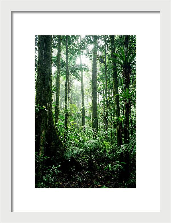 Exploring The Depths Of The Amazon Canopy