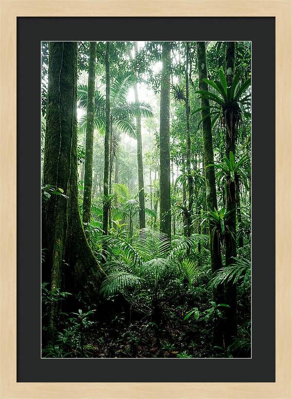 Exploring The Depths Of The Amazon Canopy