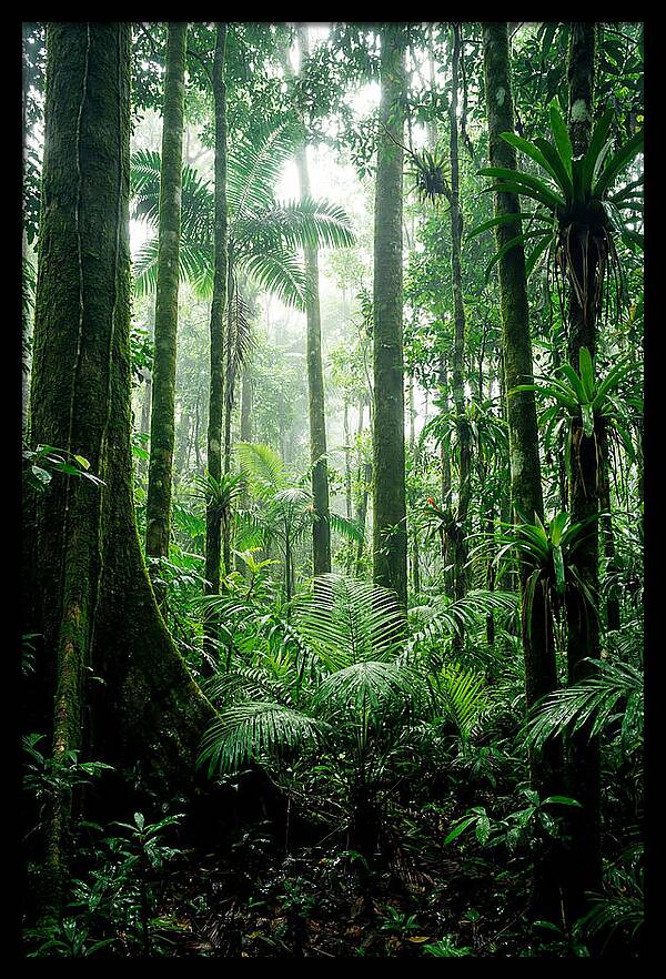Exploring The Depths Of The Amazon Canopy