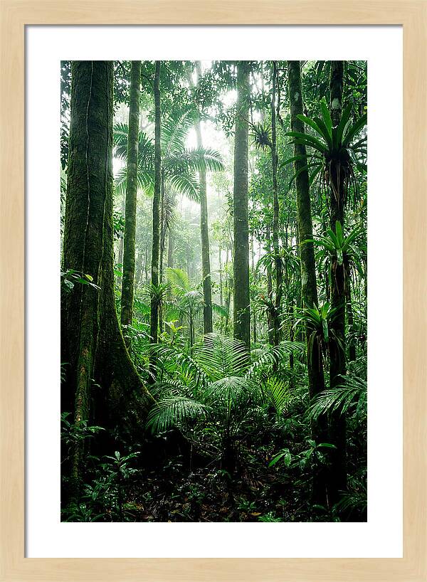 Exploring The Depths Of The Amazon Canopy