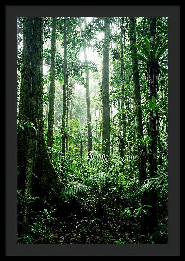 Exploring The Depths Of The Amazon Canopy