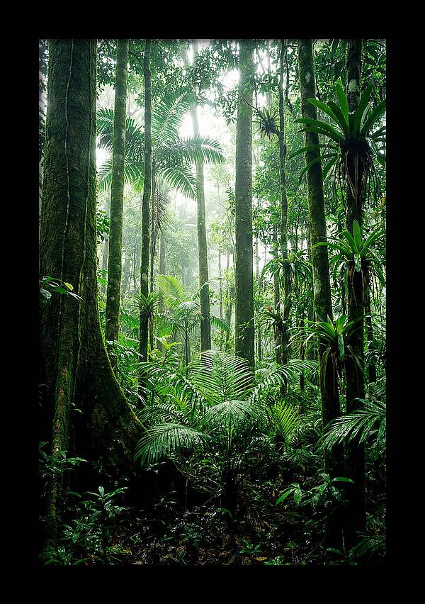 Exploring The Depths Of The Amazon Canopy