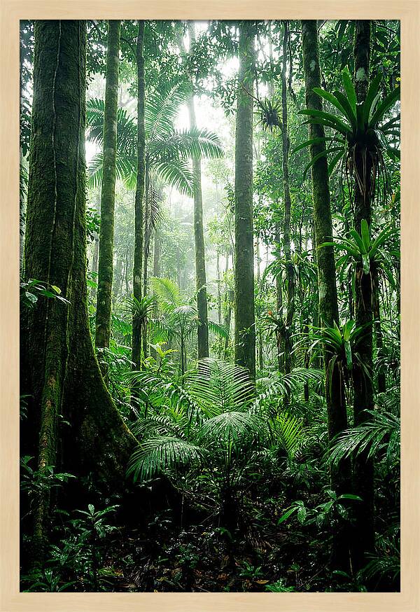 Exploring The Depths Of The Amazon Canopy