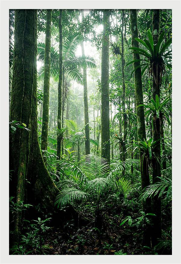 Exploring The Depths Of The Amazon Canopy